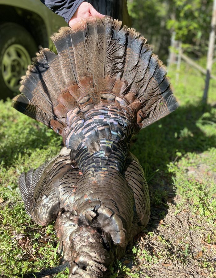Guided Turkey Hunting Guided Turkey Hunting