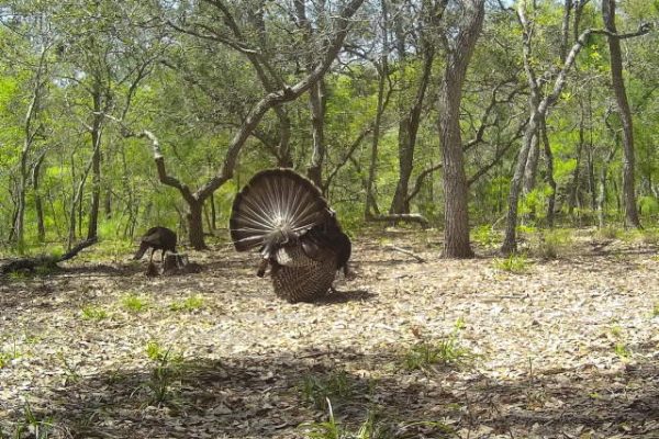 Turkey Hunting North Carolina Turkey Hunting North Carolina
