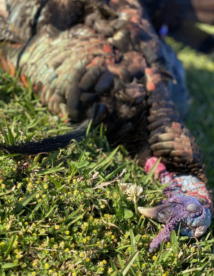 Turkey Hunting  North Carolina Turkey Hunting North Carolina