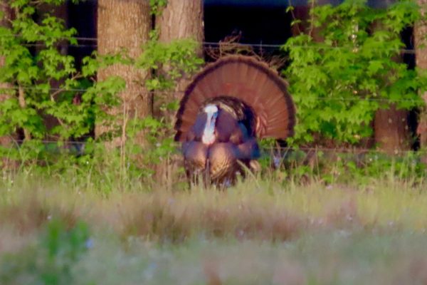 Turkey Hunting Turkey Hunting