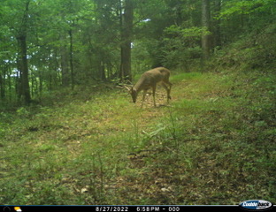 Deer hunting Ohio