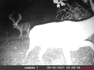ohio guided deer hunts
