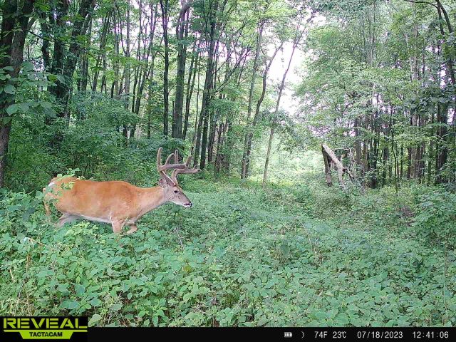 Deer Hunting Ohio Deer Hunting Ohio