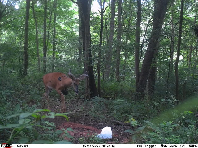 Deer Hunting Deer Hunting