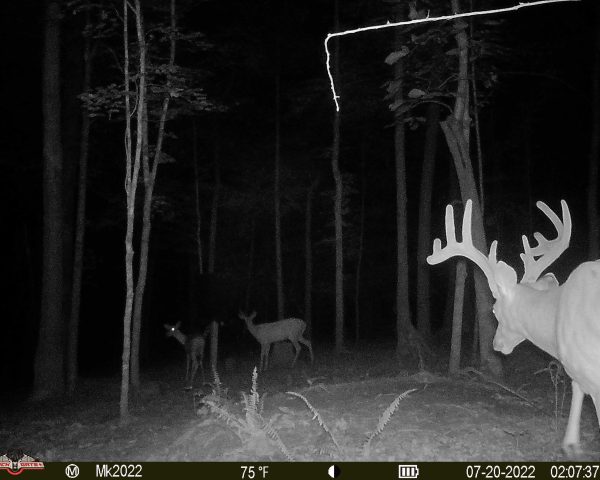 Guided Deer Hunts Guided Deer Hunts