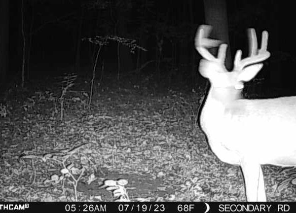 Ohio Deer Hunting Ohio Deer Hunting