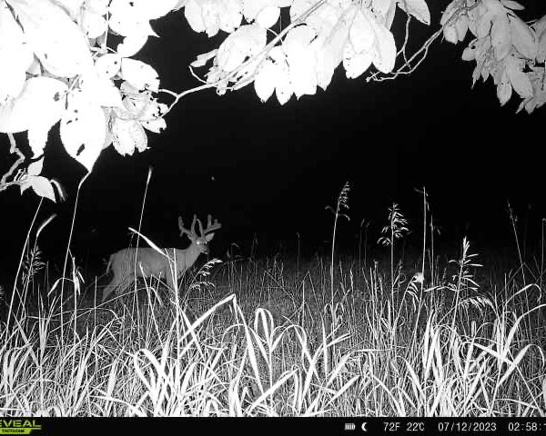 White Tail Dreams Outfitters White Tail Dreams Outfitters